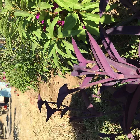 Πάρκο διακοπών Gunes Tatil Koyu