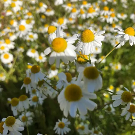 Gunes Tatil Koyu 3* Bademli (Dikili)