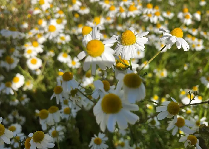 Gunes Tatil Koyu 3* Bademli (Dikili)