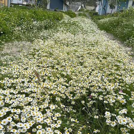 פארק נופש Gunes Tatil Koeyue Bademli (Dikili)