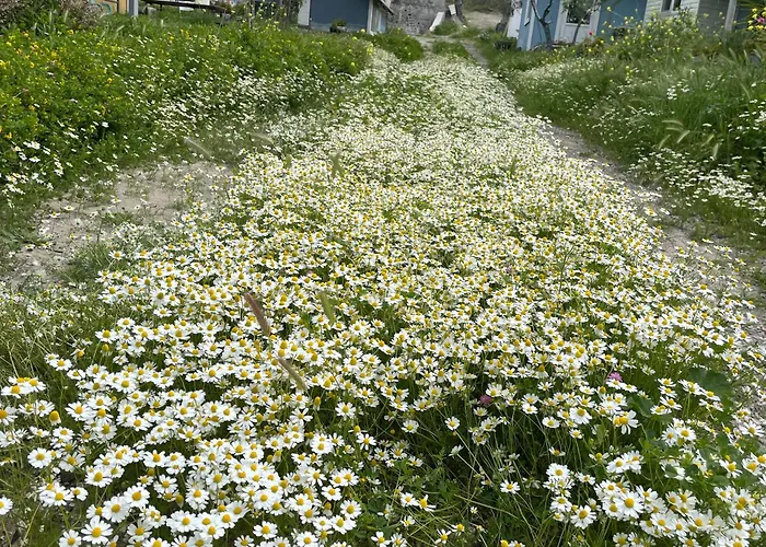 Tatil parkı Gunes Tatil Koyu Bademli (Dikili)